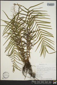 Pteris vittata image