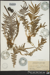 Pteris vittata image