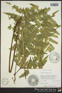 Pteris tripartita image