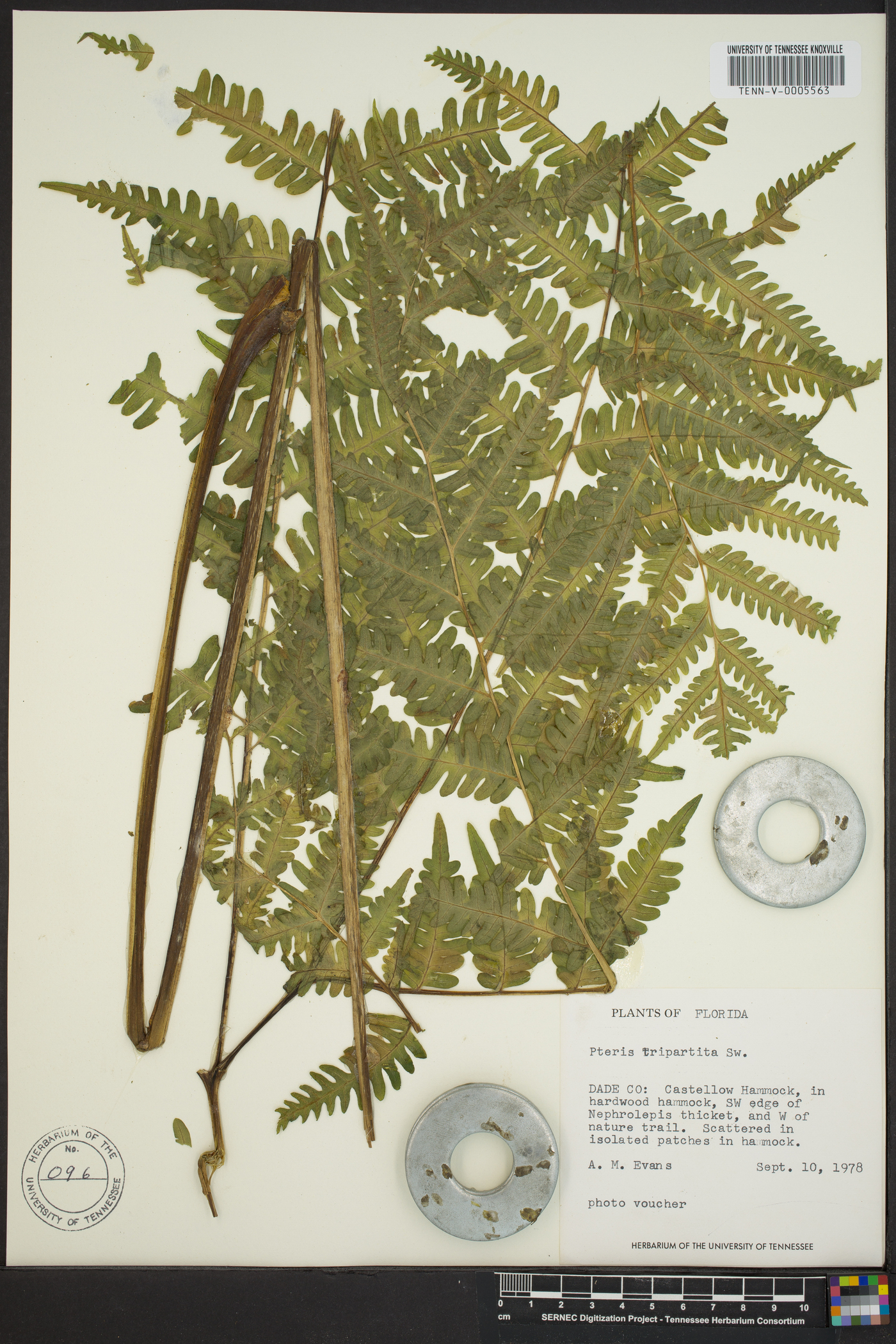 Pteris tripartita image