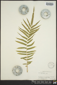 Pteris vittata image