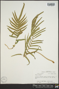 Pteris vittata image