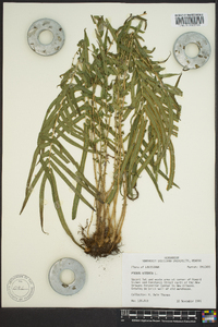 Pteris vittata image