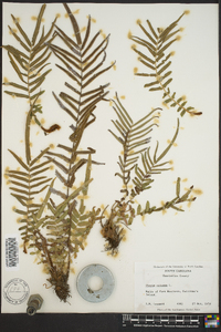 Pteris vittata image