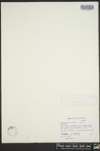 Hymenophyllum wrightii image