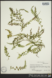 Vandenboschia boschiana image