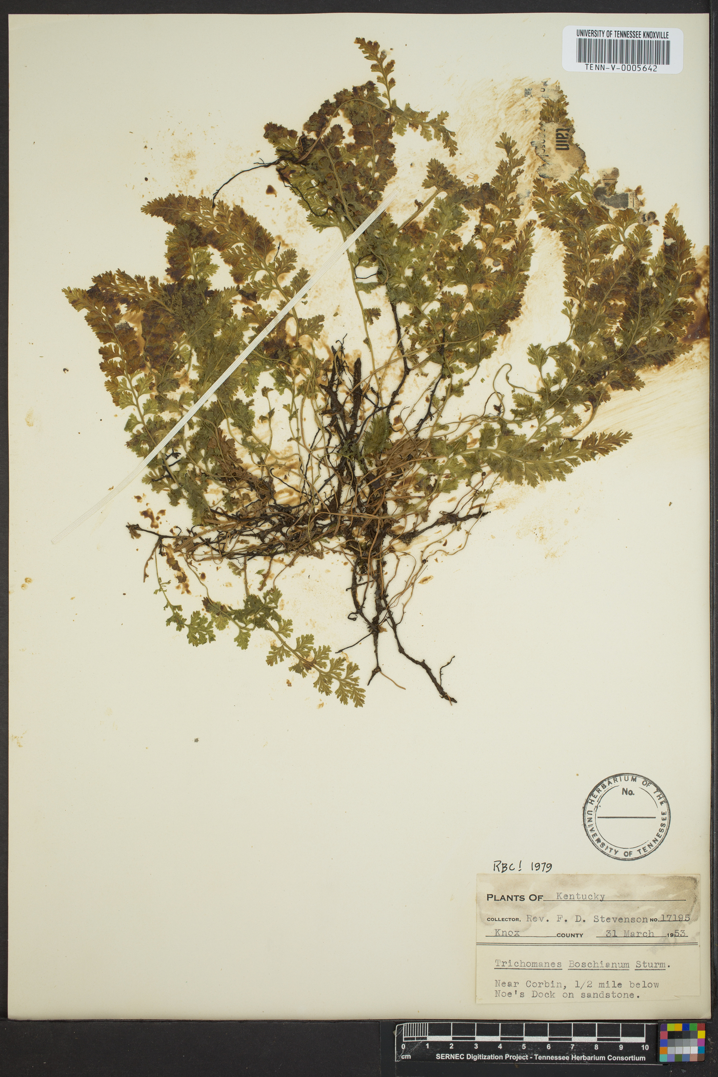 Vandenboschia boschiana image