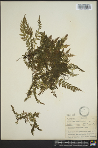 Vandenboschia boschiana image