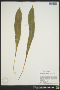 Campyloneurum costatum image