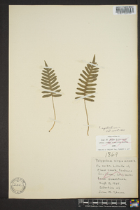 Polypodium appalachianum image