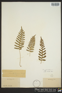 Polypodium appalachianum image