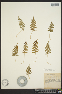 Polypodium appalachianum image