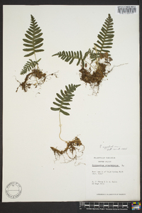 Polypodium appalachianum image