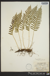 Polypodium appalachianum image