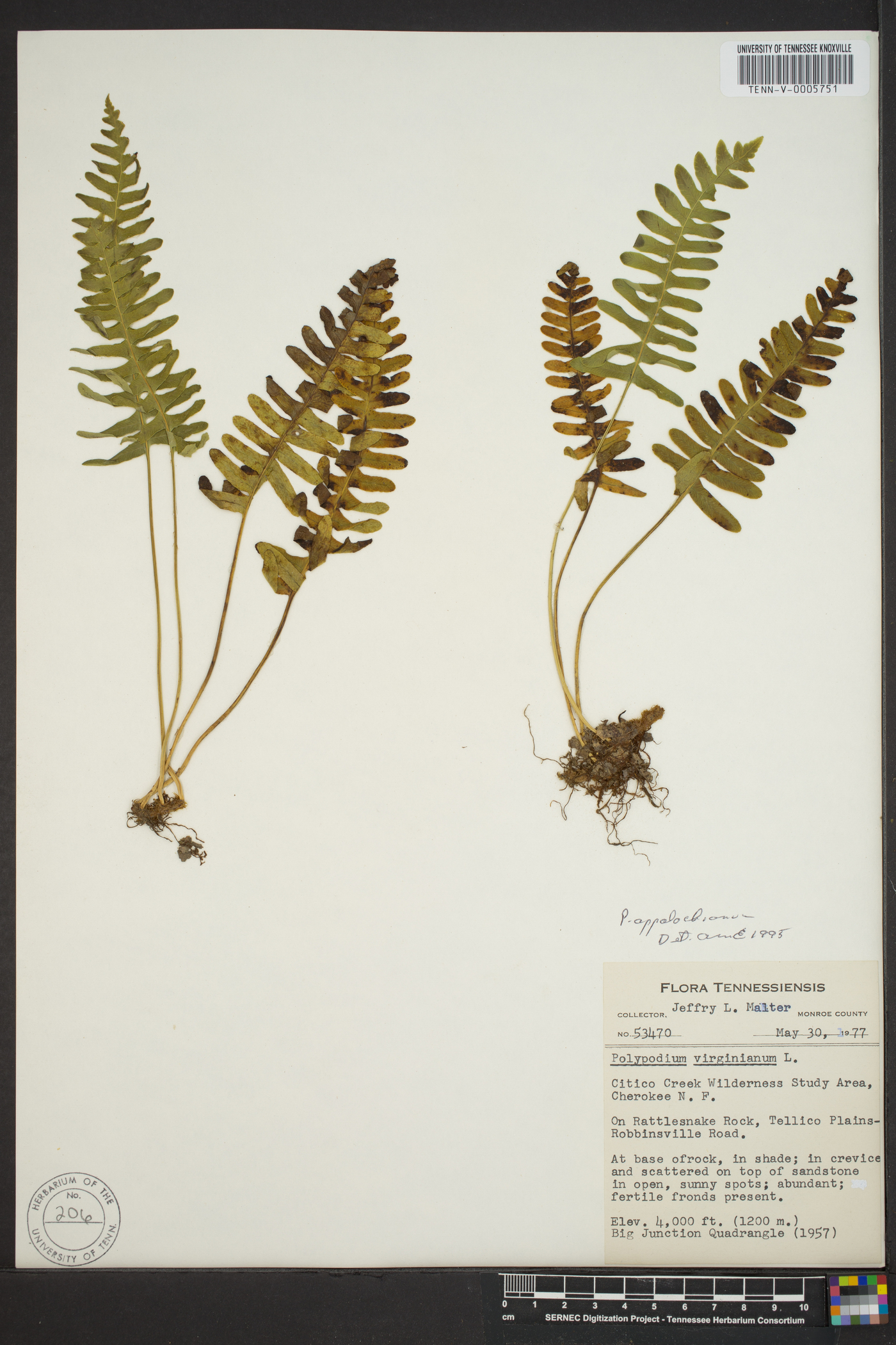 Polypodium appalachianum image