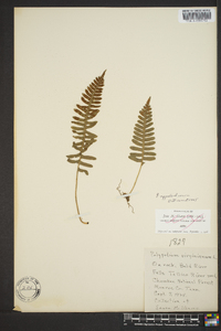 Polypodium appalachianum image