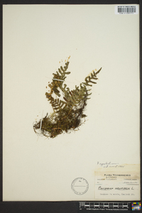 Polypodium appalachianum image