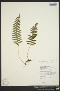 Polypodium appalachianum image