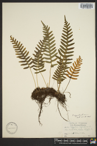 Polypodium appalachianum image