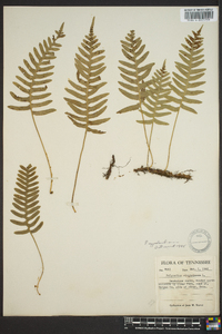 Polypodium appalachianum image