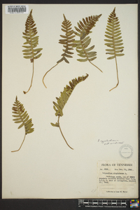 Polypodium appalachianum image