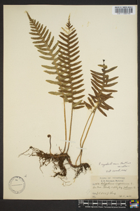 Polypodium appalachianum image