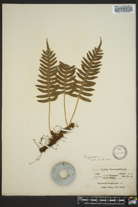 Polypodium appalachianum image