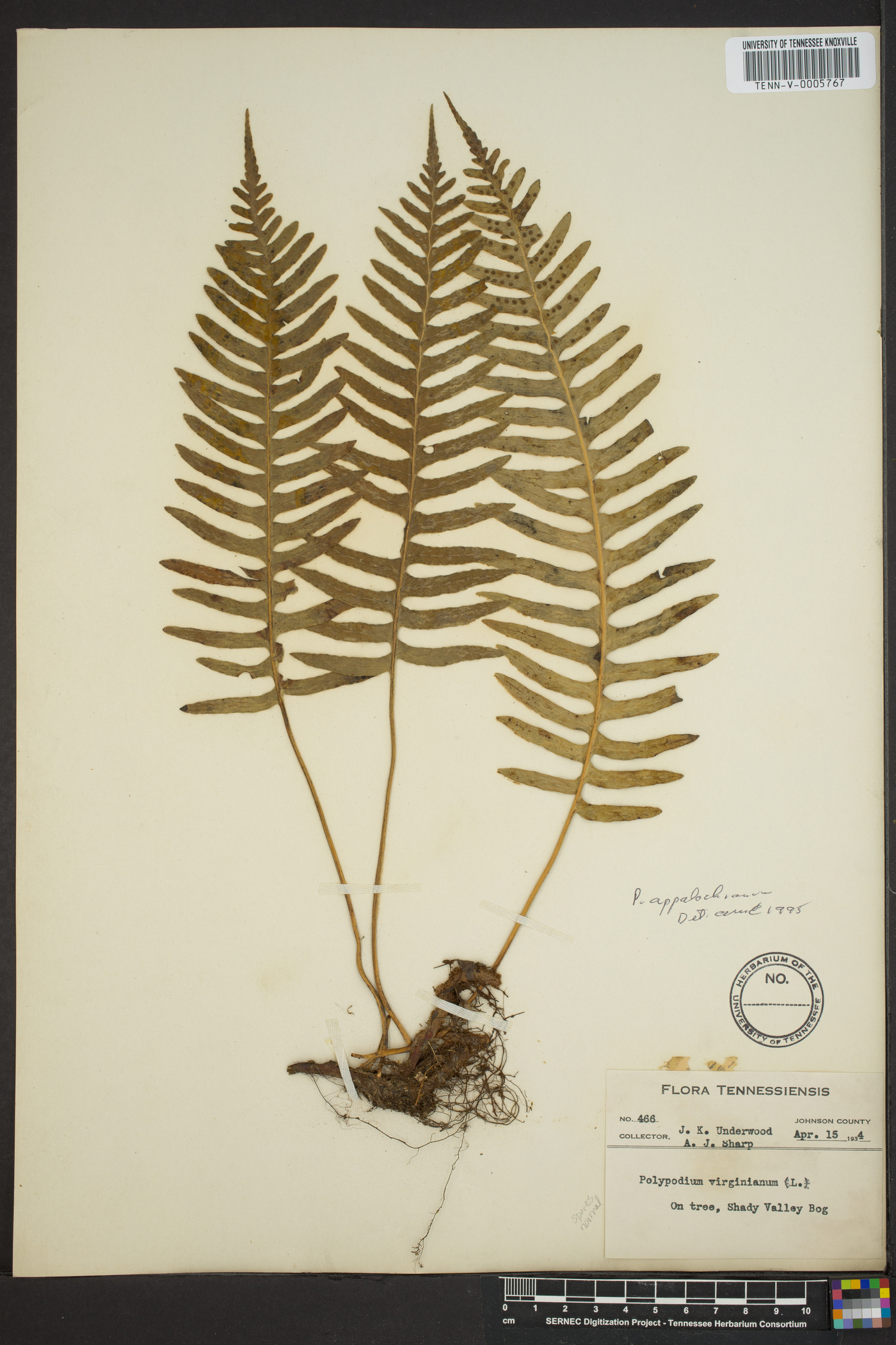 Polypodium appalachianum image