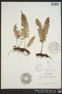 Polypodium appalachianum image