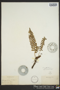 Polypodium appalachianum image