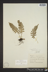 Polypodium appalachianum image