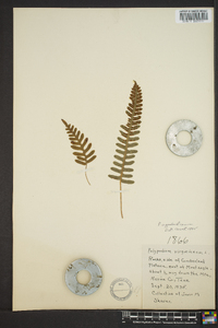 Polypodium appalachianum image