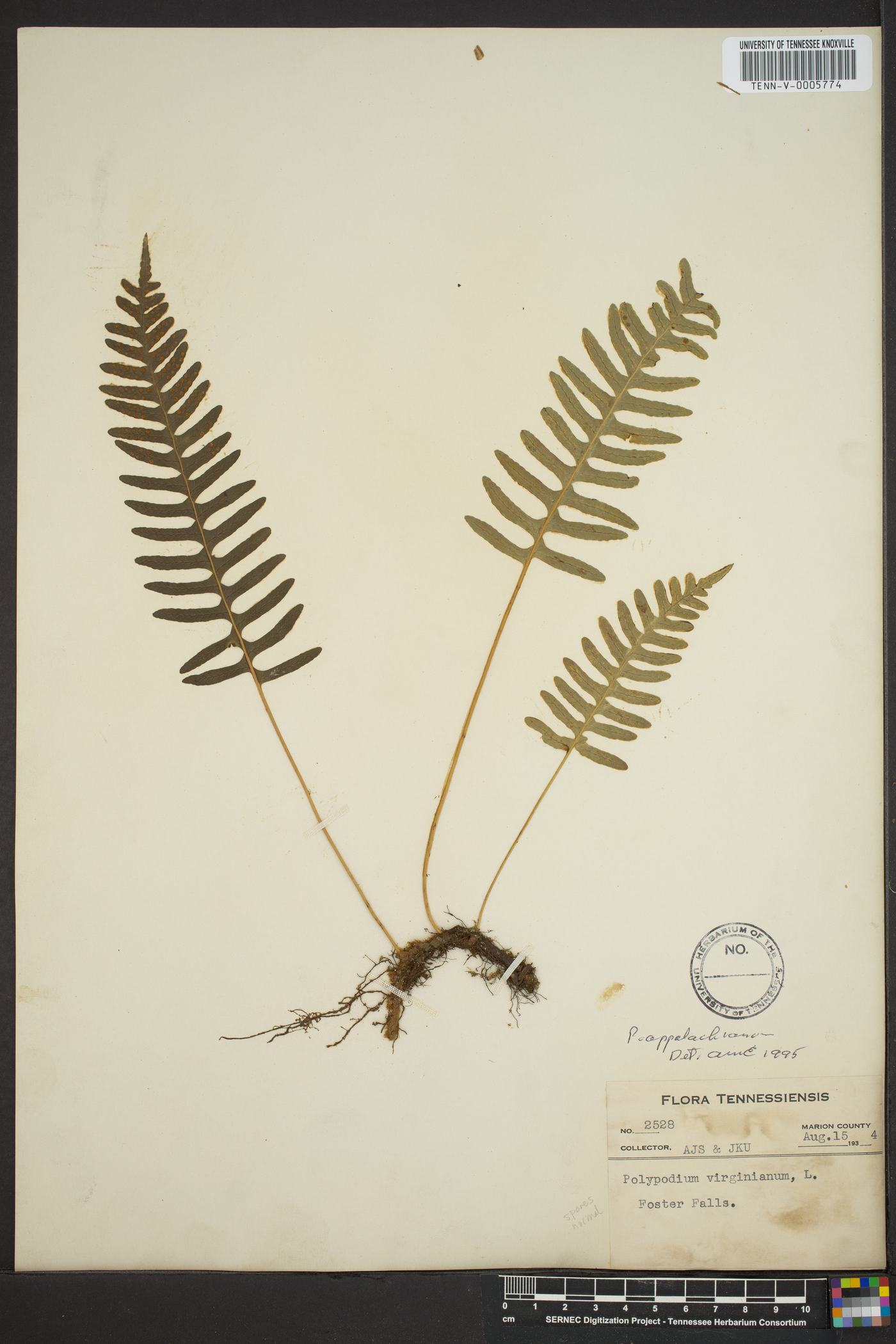 Polypodium appalachianum image