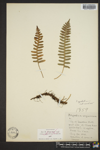 Polypodium appalachianum image