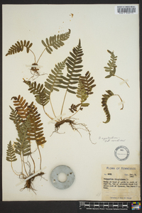 Polypodium appalachianum image