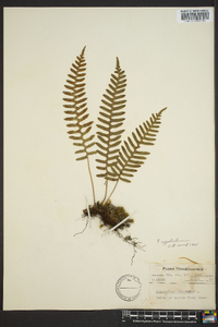 Polypodium appalachianum image