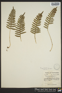 Polypodium appalachianum image