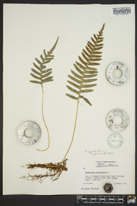 Polypodium appalachianum image