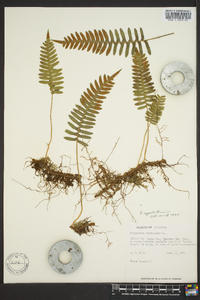 Polypodium appalachianum image