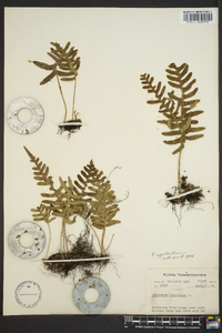 Polypodium appalachianum image