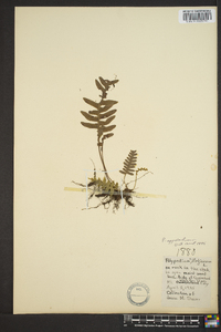 Polypodium appalachianum image