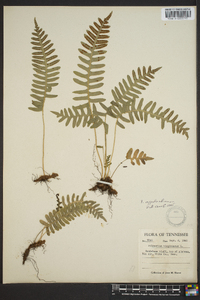 Polypodium appalachianum image