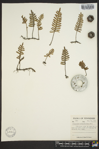 Polypodium polypodioides image