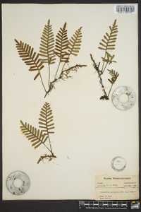 Polypodium polypodioides image