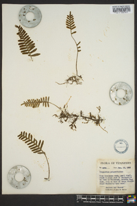 Polypodium polypodioides image