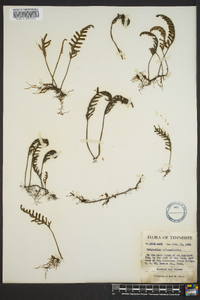 Polypodium polypodioides image