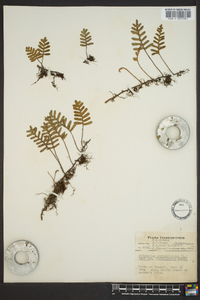 Polypodium polypodioides image