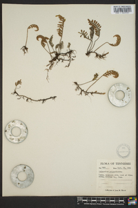 Polypodium polypodioides image