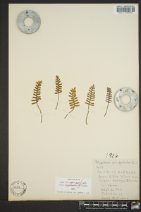 Polypodium polypodioides image