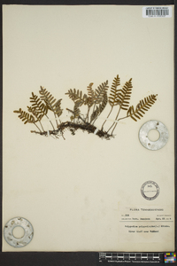 Polypodium polypodioides image